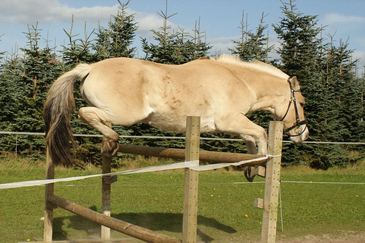 Fjordhest Linnfin Vinstrup billede 19