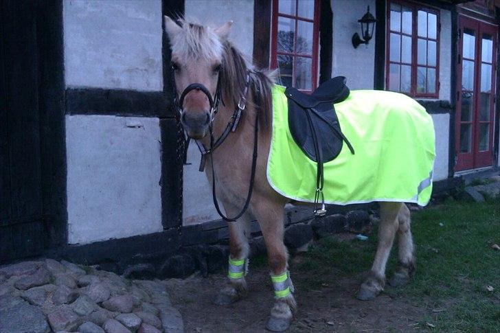 Fjordhest Lotte <3  billede 1