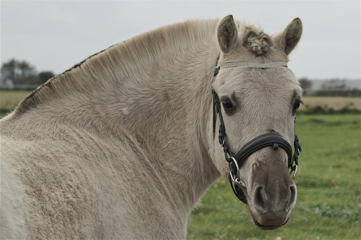 Fjordhest Glibings Hulder  billede 19