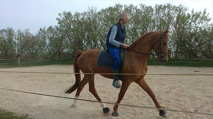 Anden særlig race Capitano - Min far rider Cappi billede 5
