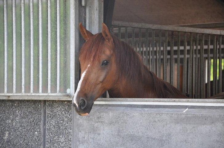 Anden særlig race Diablo billede 19