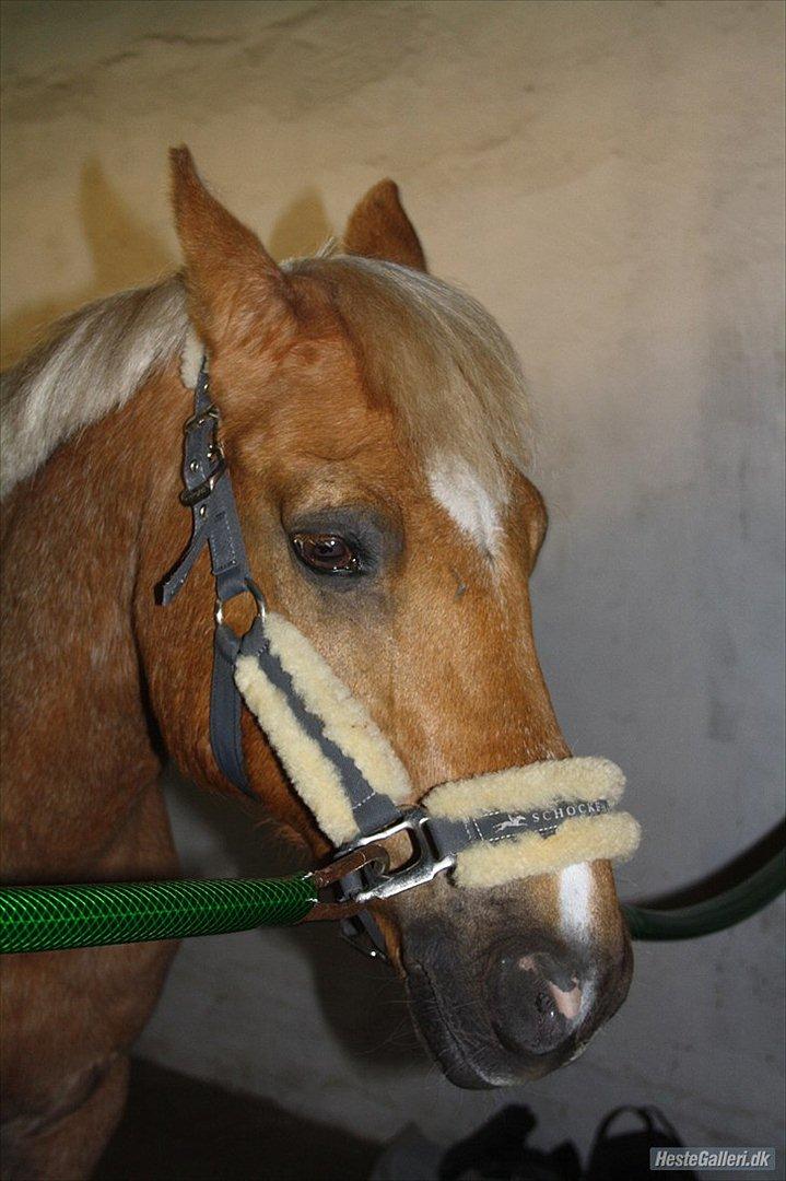 Anden særlig race Comet.<3 - MMB l Foto.
- TAK!:)<3 billede 3
