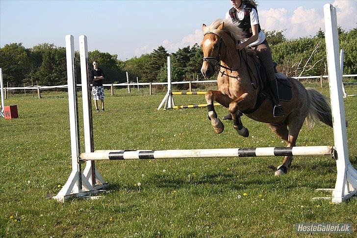Anden særlig race Comet.<3 - MMB l Foto.
- Comet og jeg over et spring udenfor til springtime. Vi er forhåbelig blevet bedre siden ..:-P billede 9