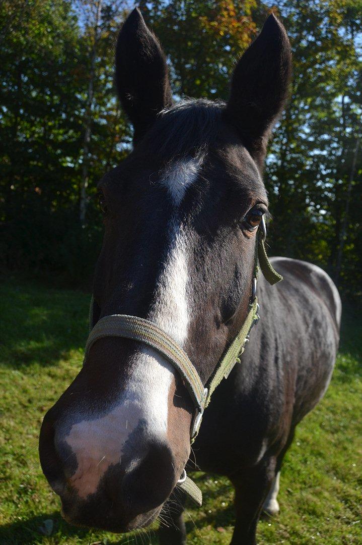 Holstener Loutiana B. [RIP] - Dejligt billede ! (:
 billede 2