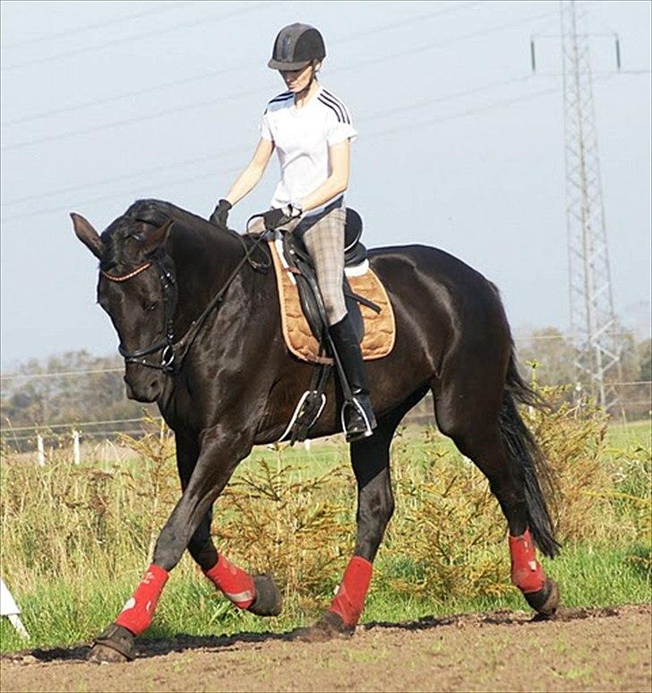 Dansk Varmblod Lidoandiamo - 1.10.2011
Lido og jeg på banen.

Foto: Maria Børresen billede 2