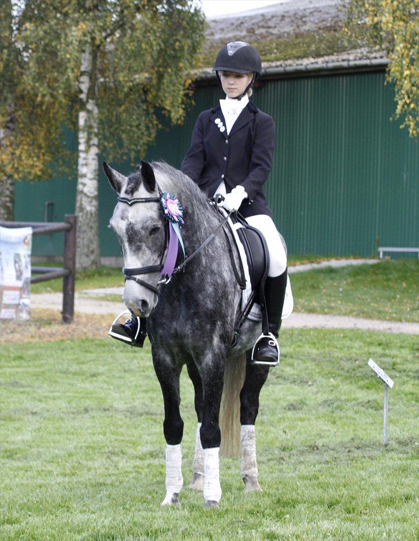 New Forest | Lundemarksgårds C. Ance *B-PONY* - [13] Medalje- & championatridning d. 24/9/11 - Ance var bare en lille stjerne, og i sølv-medaljeridningen fik vi 68% (og vores sølvmedalje) og i championatet fik vi 65%, denne fine roset og en plakette :-) - dyyyyygtig pony! <3 billede 13