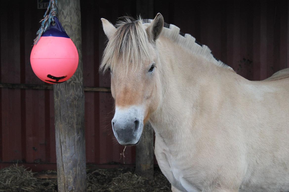 Fjordhest granit kjærgaard  Tidligere hest billede 16