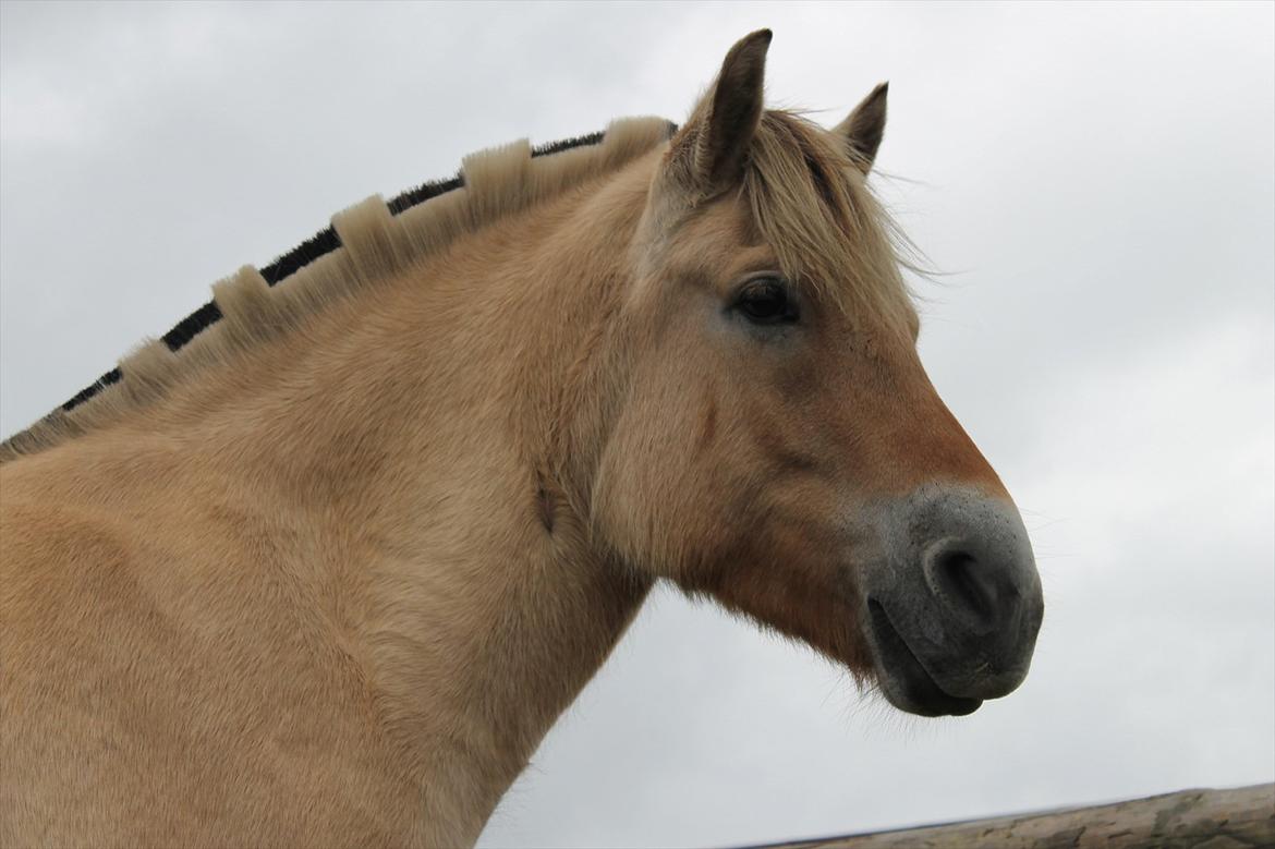 Fjordhest granit kjærgaard  Tidligere hest billede 17