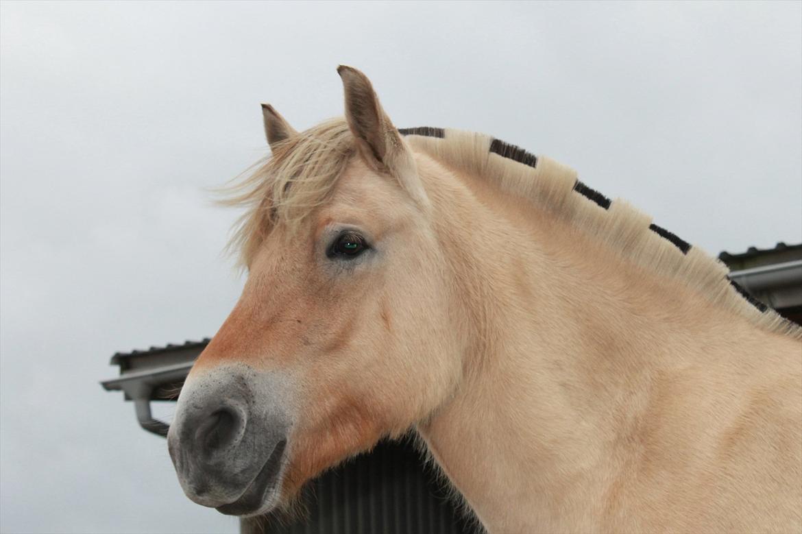 Fjordhest granit kjærgaard  Tidligere hest billede 19
