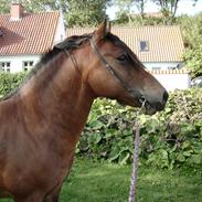 Welsh Cob (sec D) SULKENDRUPGÅRDS PONTUS