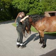 Welsh Cob (sec D) SULKENDRUPGÅRDS PONTUS