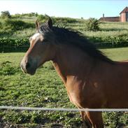 Welsh Cob (sec D) SULKENDRUPGÅRDS PONTUS