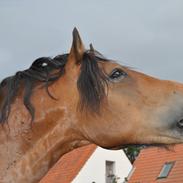 Welsh Cob (sec D) SULKENDRUPGÅRDS PONTUS