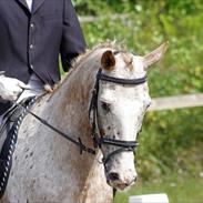 Knabstrupper Convenance (Ole)