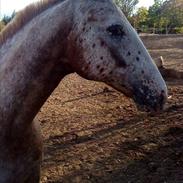 Knabstrupper Convenance (Ole)