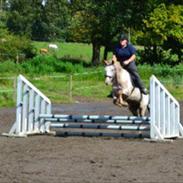 Knabstrupper Convenance (Ole)