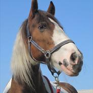 Irish Cob Indy