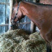 Traver Aya the Prinsess [himmelhest]