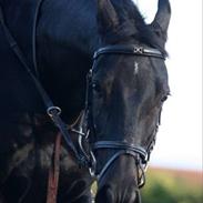 Anden særlig race mango "solgt"