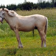 Frederiksborg Theis toftedal (Himmelhest)