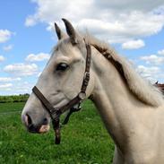 Frederiksborg Theis toftedal (Himmelhest)
