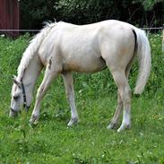 Frederiksborg Theis toftedal (Himmelhest)