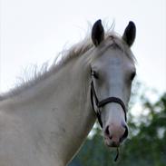 Frederiksborg Theis toftedal (Himmelhest)