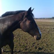 Fuldblod (XX) Go To Fortunen