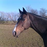 Fuldblod (XX) Go To Fortunen