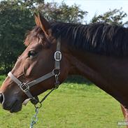 Oldenborg Zerí af Østerdovergaard