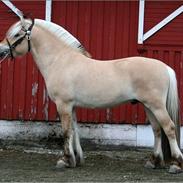Fjordhest Sletnes snerten