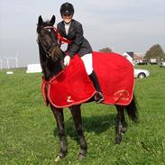 Dansk Varmblod Klostervangs Savanna