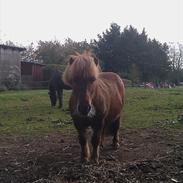 Shetlænder Sigurd; hyggeponyen :)