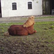 Shetlænder Sigurd; hyggeponyen :)