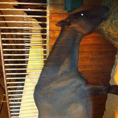 Fuldblod (XX) Barbados Blue