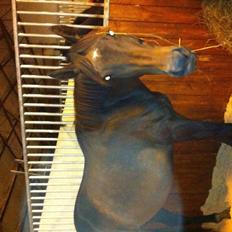 Fuldblod (XX) Barbados Blue