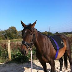 Fuldblod (XX) Barbados Blue