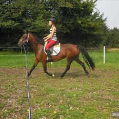 Hollandsk Varmblod KWPN † Cea †