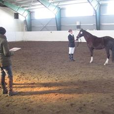 Welsh Pony (sec B) Rozalien O.S