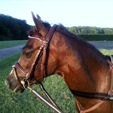 Welsh Pony (sec B) Rozalien O.S