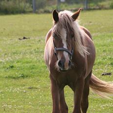 Welsh Cob (sec D) Dahlsminde Covergirl