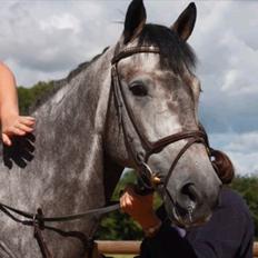 Hollandsk Varmblod Balthazar