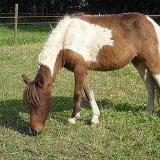 Amerikansk Miniature Teglmosens Afrodite West