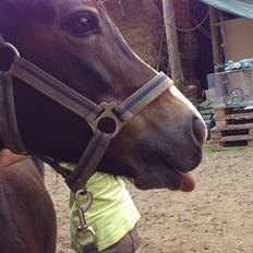 Welsh Mountain (sec A) // My Star // Josefine..!<3