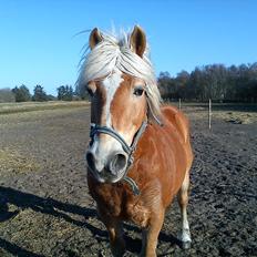 Haflinger Mikado