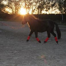 Falabella Kildegaardens Carmen