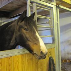 Anden særlig race Bruno (solgt)