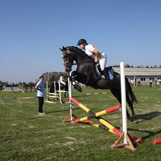 Dansk Varmblod Ny Corlinde Mario