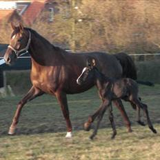 Dansk Varmblod A-Noir