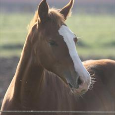 Anden særlig race Paloma